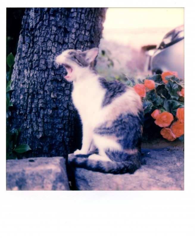 Polaroid SX 70