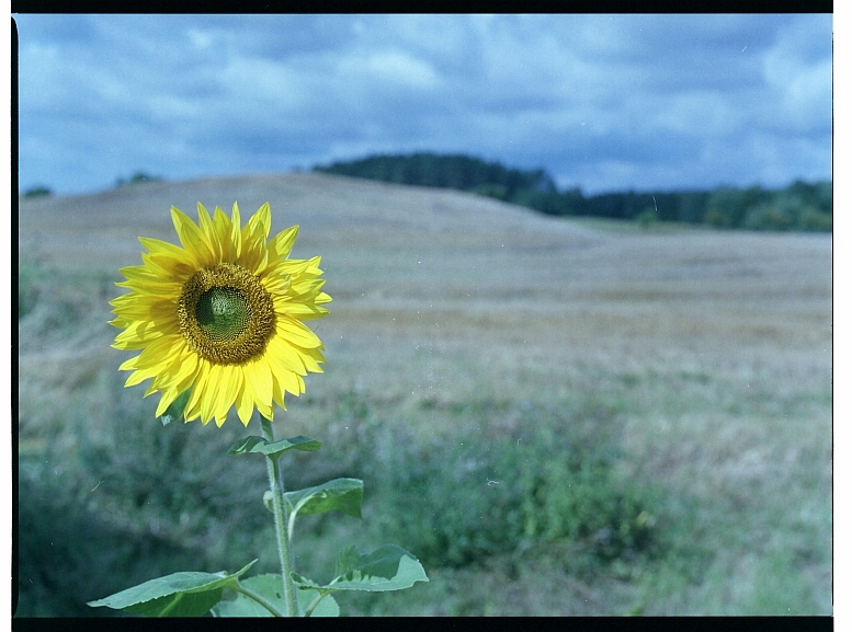 Fuji Pro 400H [expired 2015] (3).jpg