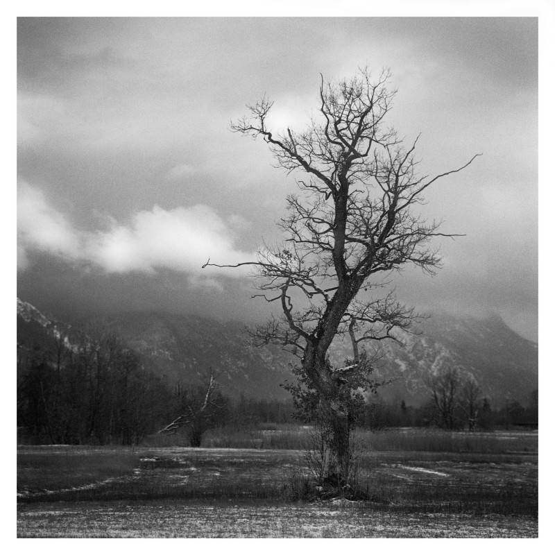 Tree.jpg