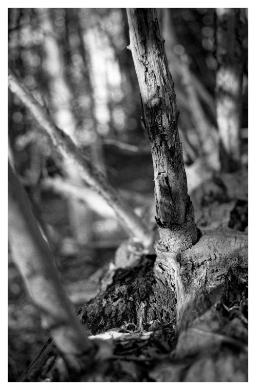 old wood.jpg (1.36 MiB) Przejrzano 1787 razy old wood.jpg