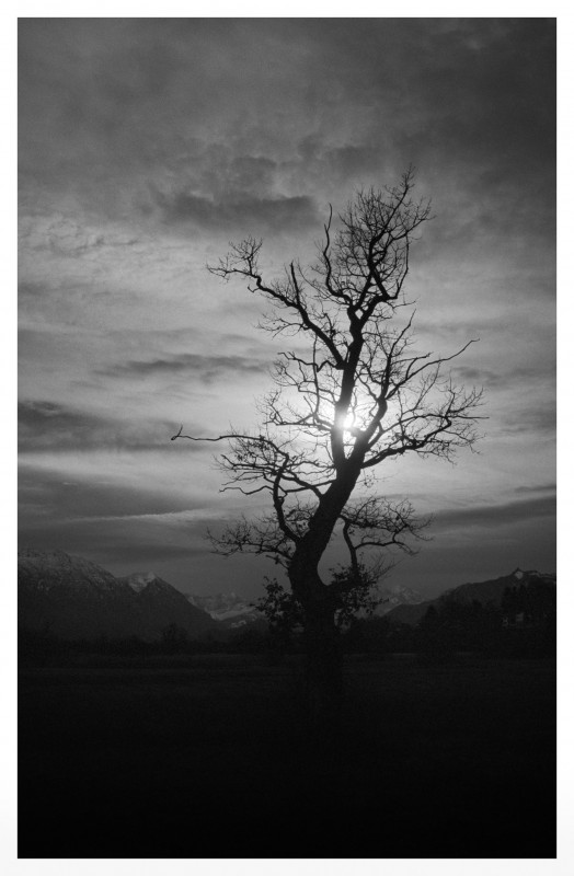 Favorit tree.jpg (1.09 MiB) Przejrzano 1658 razy Favorit tree.jpg