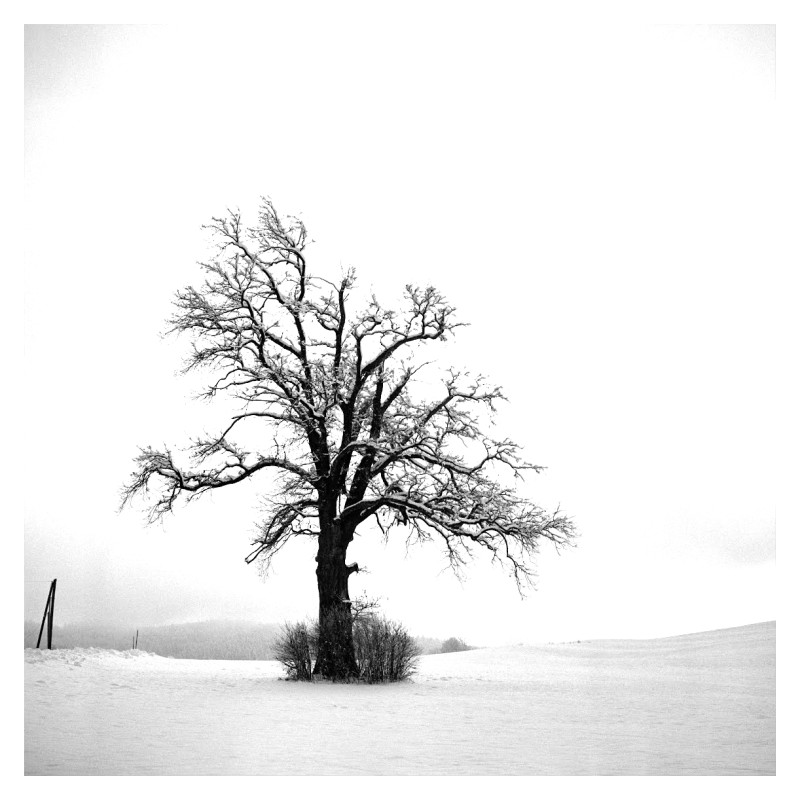Tree.jpg