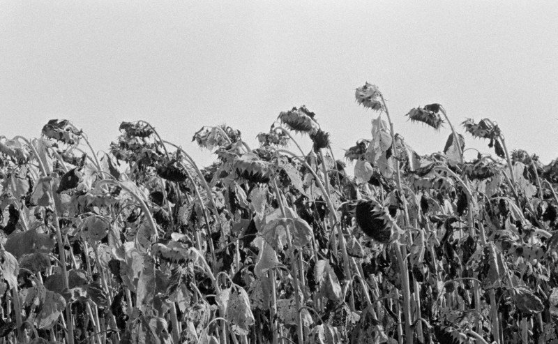P9280173_crop.jpg