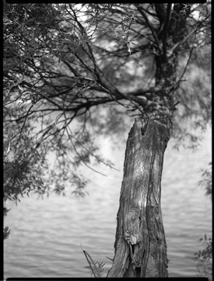 Park Skaryszewski z Hellcią (Ilford FP4+) 02.600.jpg