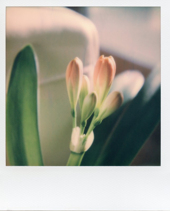 Folding SX70