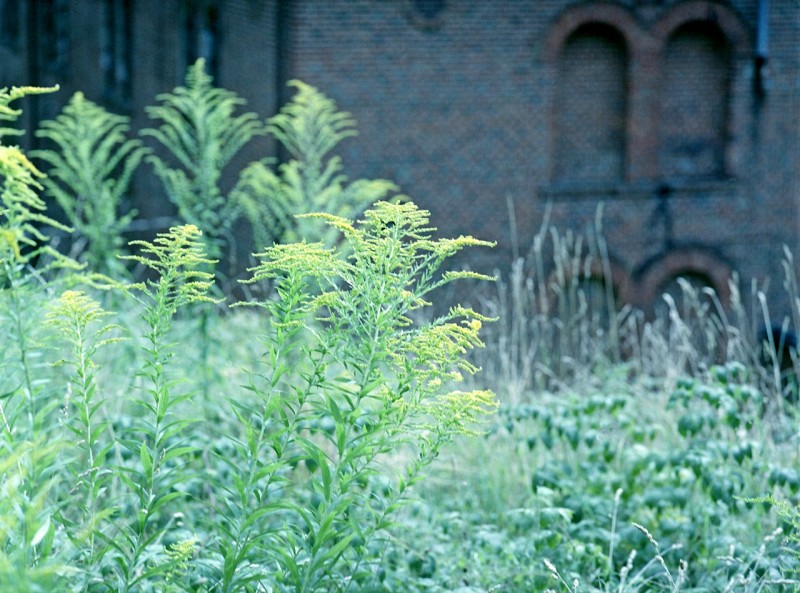 Fuji Pro 400H [expired 2015] (5).jpg